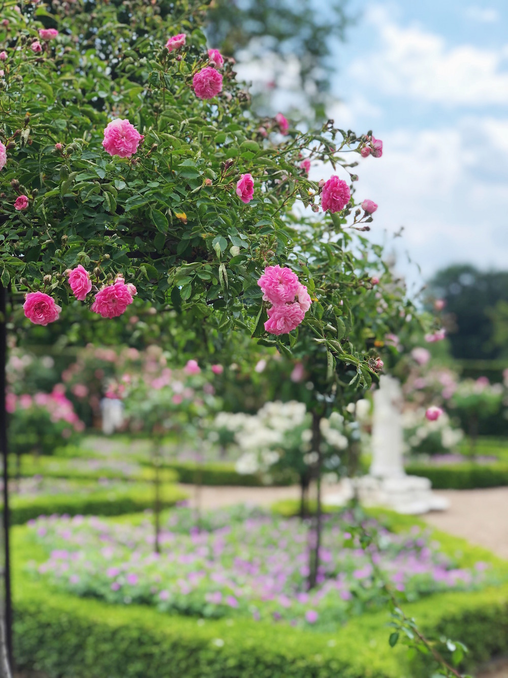 Grisling karakter Arab Dronning Louises Tehus: Afternoon tea in a beautiful rose garden in  Copenhagen - SILVER STORIES