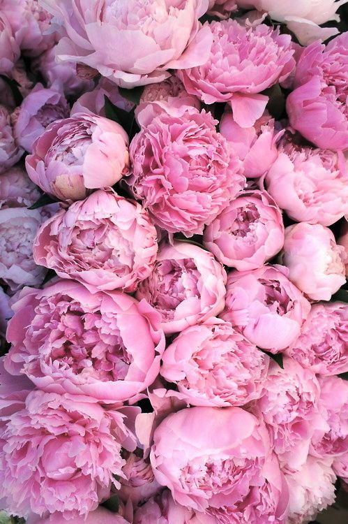 Pink pretty flowers