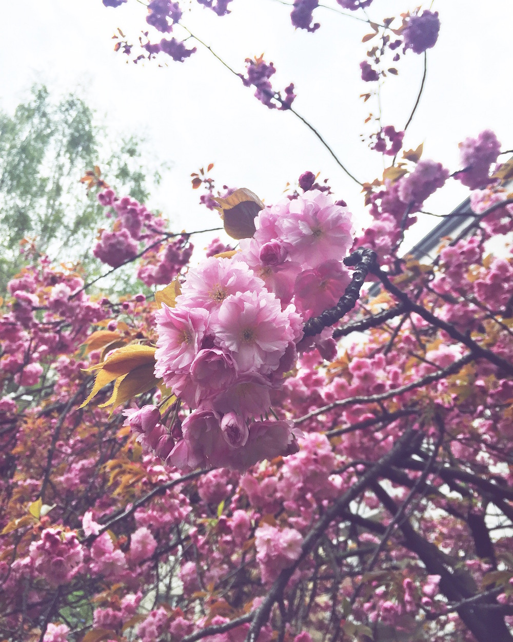 Cherry blossoms Berlin